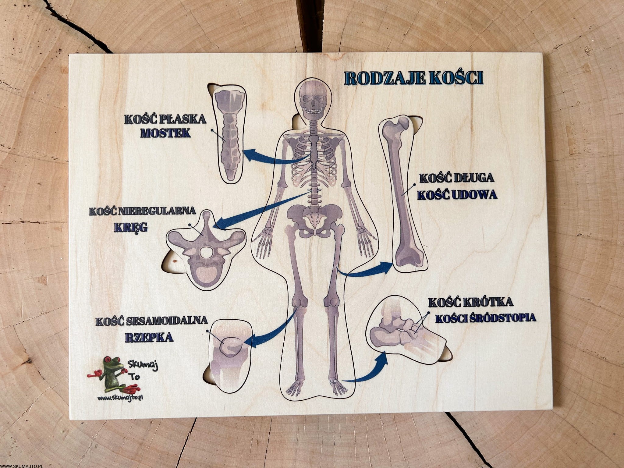 Rodzaje Ko ci Cz owieka Uk ad Szkieletowy Drewniana Uk adanka O 