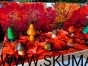 IMG_2574.JPG