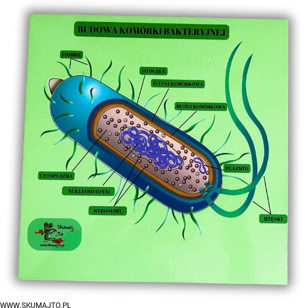 38 kart w wersji pdf (15).jpg