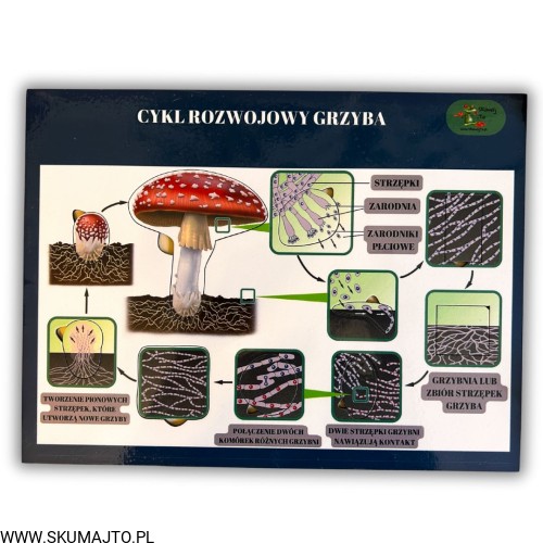 38 kart w wersji pdf (16).jpg