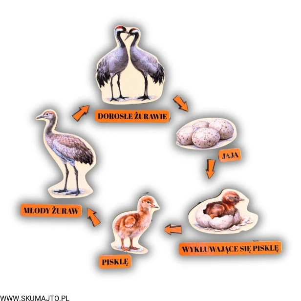 Projekt bez nazwy - 2026-04-29T172308.296.jpg