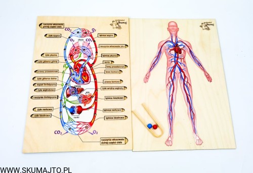 216953587_342472527377273_6318020817248357137_n