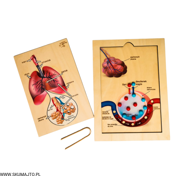 Projekt bez tytułu (32).png
