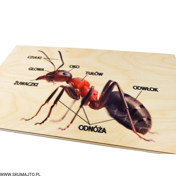 Projekt bez tytułu - 2022-04-03T173502.281.jpg