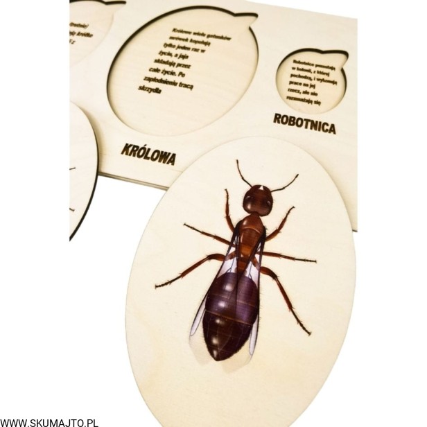 Projekt bez tytułu - 2022-04-03T191037.190.jpg