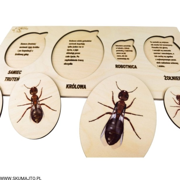 Projekt bez tytułu - 2022-04-03T191001.507.jpg