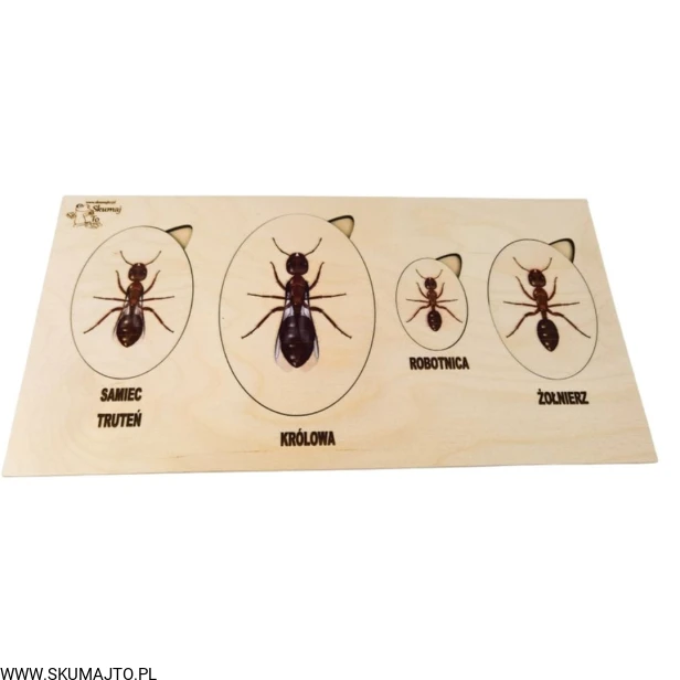 Projekt bez tytułu - 2022-04-03T190904.778.jpg