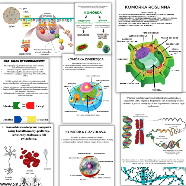 Projekt bez tytułu (54).png