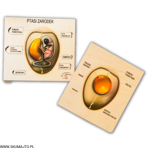 Projekt bez tytułu (78).png