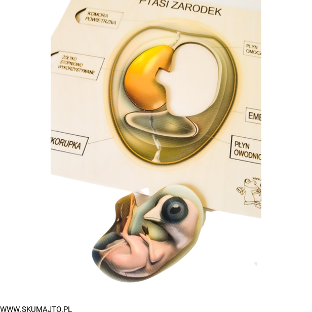 Projekt bez tytułu (77).png