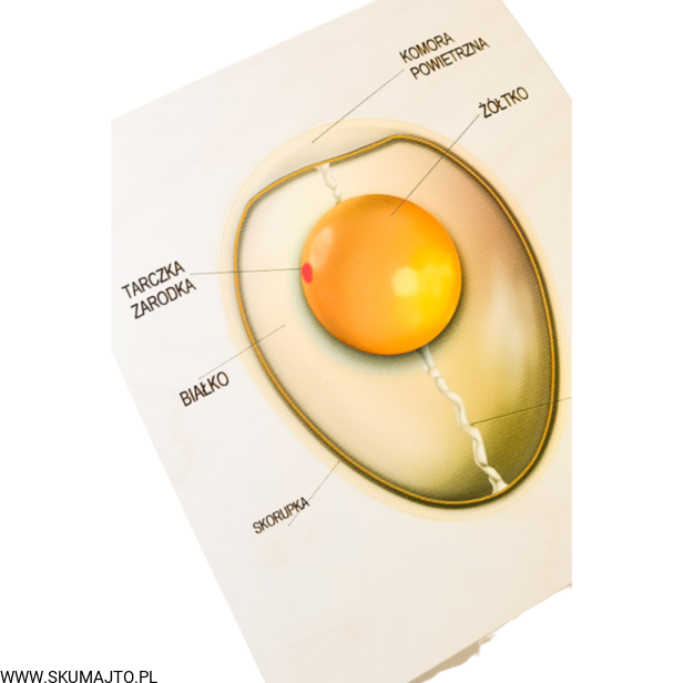 Projekt bez tytułu (76).png