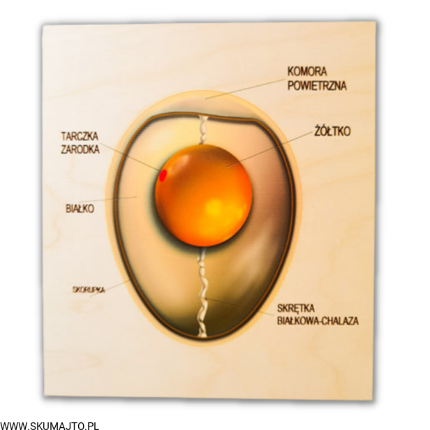 Projekt bez tytułu (75).png