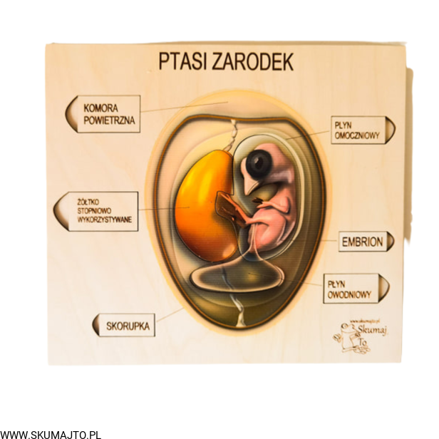 Projekt bez tytułu (73).png