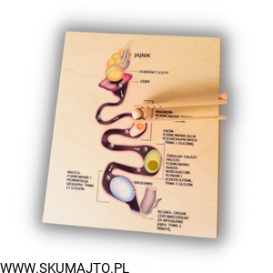 Projekt bez tytułu (86).png
