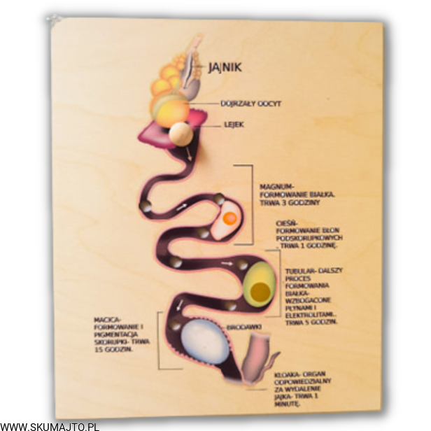 Projekt bez tytułu (84).png