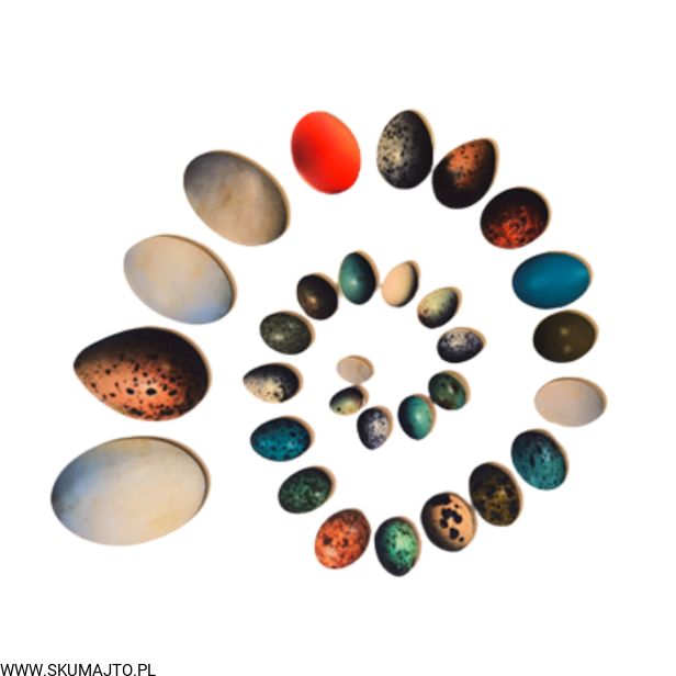 Projekt bez tytułu (97).png