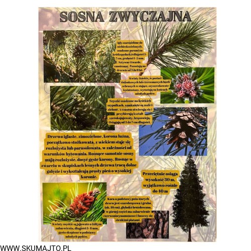 Projekt bez nazwy - 2023-09-16T165827.761.jpg