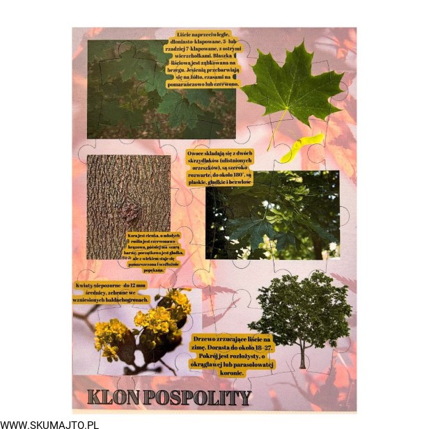 Projekt bez nazwy - 2023-09-16T162427.358.jpg