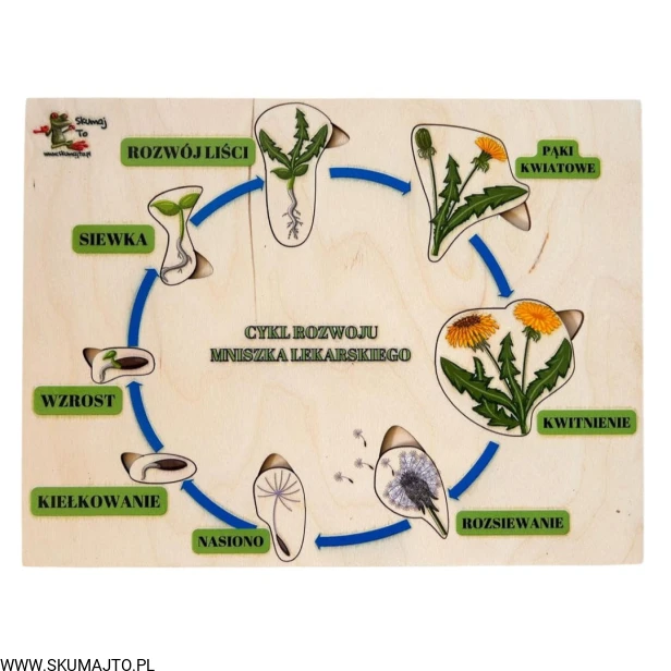 Projekt bez nazwy - 2024-02-23T130049.933.jpg