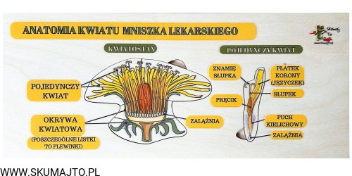 Projekt bez nazwy - 2024-02-23T130214.317.jpg