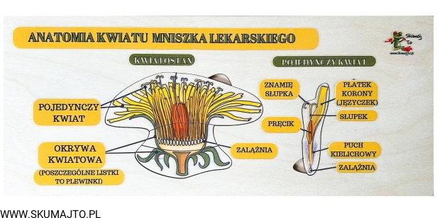 Projekt bez nazwy - 2024-02-23T130214.317.jpg