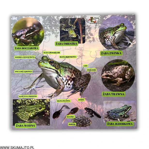 Projekt bez nazwy (66).png