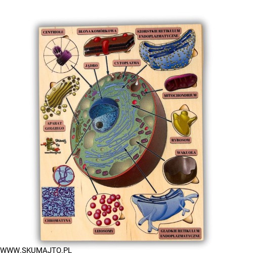 Projekt bez nazwy (45).jpg