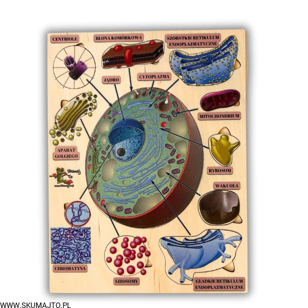 Projekt bez nazwy (45).jpg