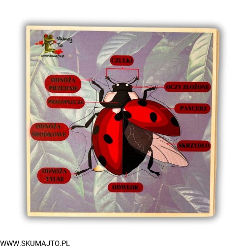 Projekt bez nazwy (66).jpg