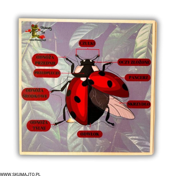 Projekt bez nazwy (66).jpg