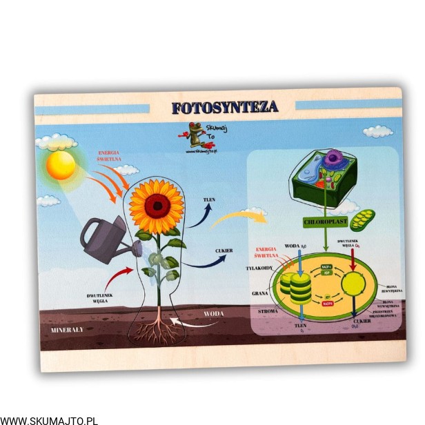 Projekt bez nazwy (68).jpg