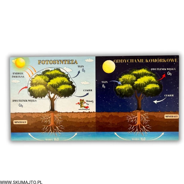 Projekt bez nazwy (62).jpg