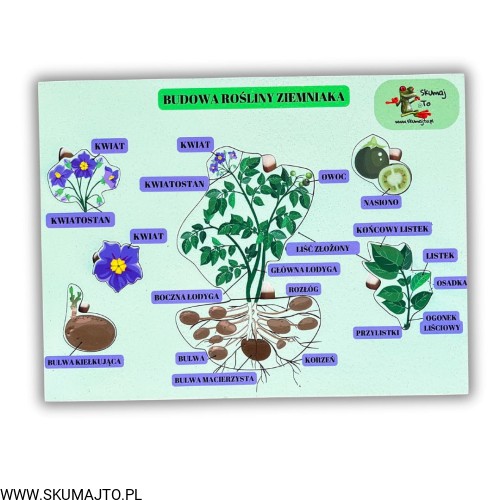 Projekt bez nazwy - 2025-02-03T143823.388.jpg