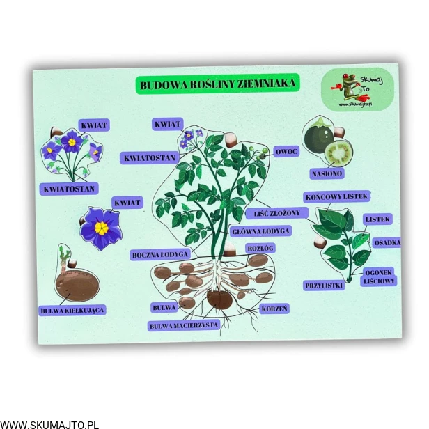 Projekt bez nazwy - 2025-02-03T143823.388.jpg