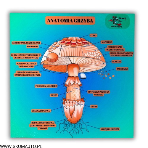 38 kart w wersji pdf (1).jpg