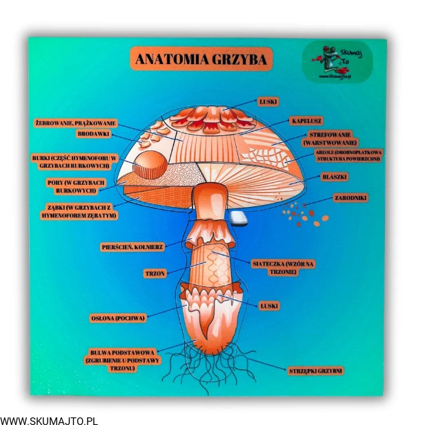 38 kart w wersji pdf (1).jpg
